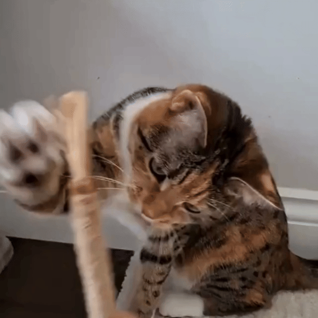 Auriel® PureStick Kedi Çubuğu